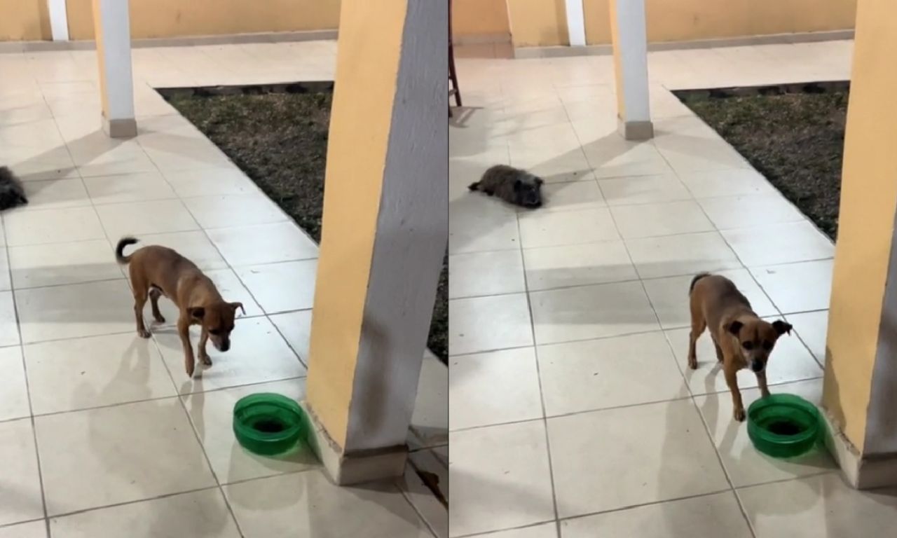 perrito tiene trauma por susto que le dieron y se viraliza en tiktok (video)