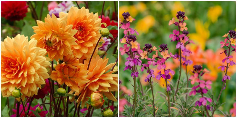 A Month-by-month Guide To The Best Border Plants