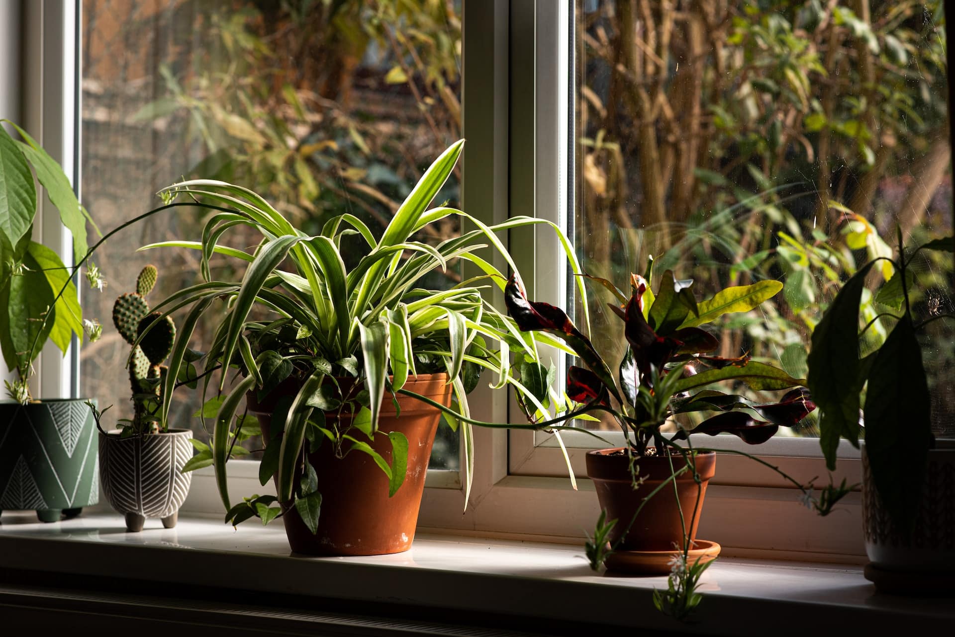 les plantes d’intérieur qui purifient votre air : dites adieu à la pollution !