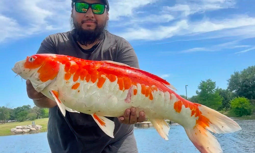 bass fisherman reels in colorful surprise at texas pond