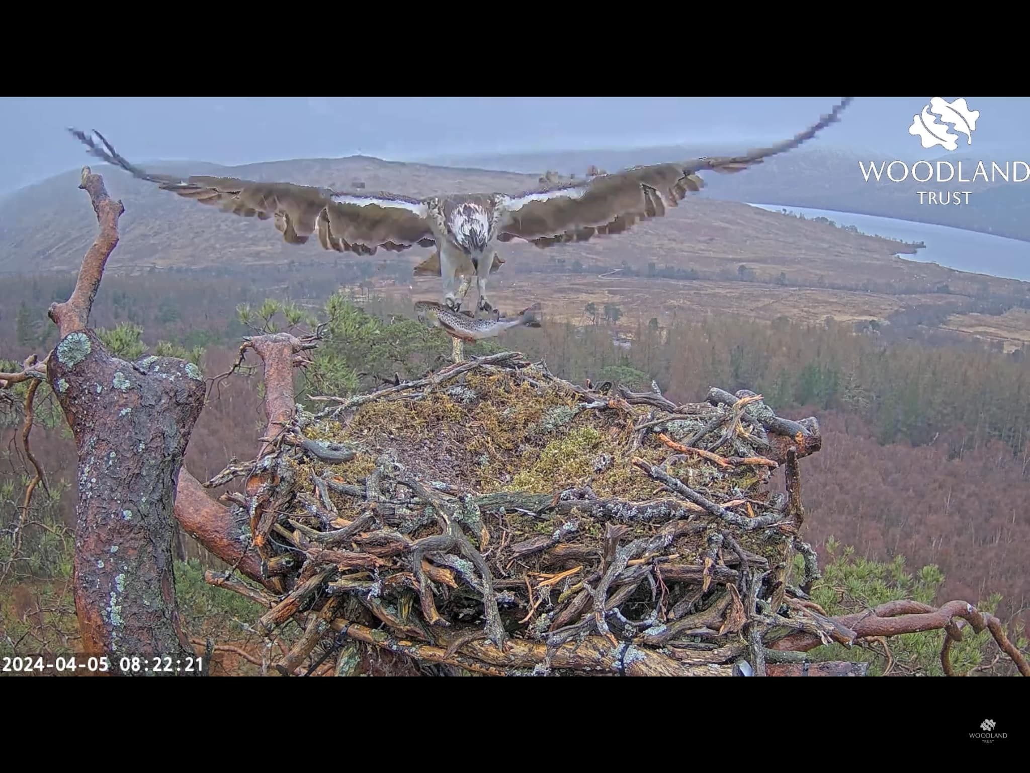 livestream ospreys welcome first egg of season
