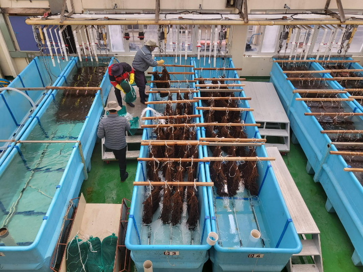 통영 바다 뒤져 찾은 토종 '국자가리비'…1년 만에 대량생산 결실
