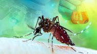 dengue: el ministerio de salud confirmó más de 250 mil casos, una baja de contagios y casi 200 muertos