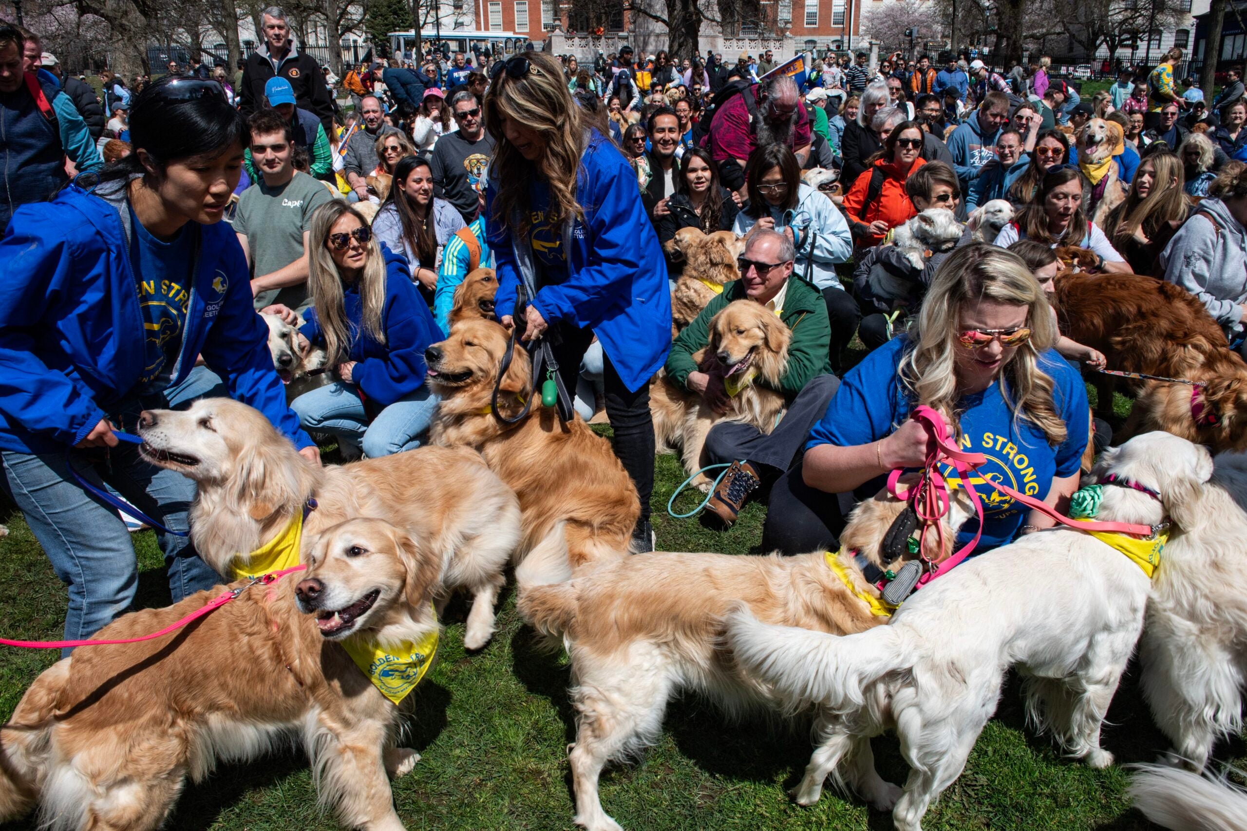 Hundreds Of Golden Retrievers Join Meet-up To Honor Spencer, Boston ...