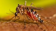 dengue: este municipio entrega repelentes gratis a los jubilados