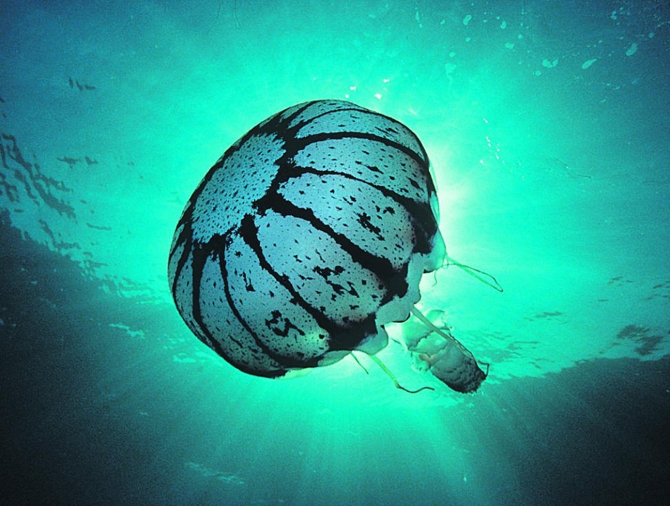 medúzy promění v bioroboty. hybridní zvířata pomohou prozkoumat hlubiny oceánů