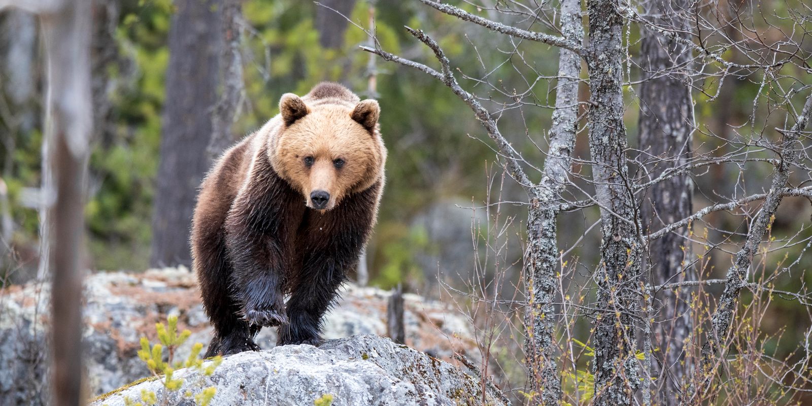 expertens råd om nyvakna björnar: ”prata lugnt”