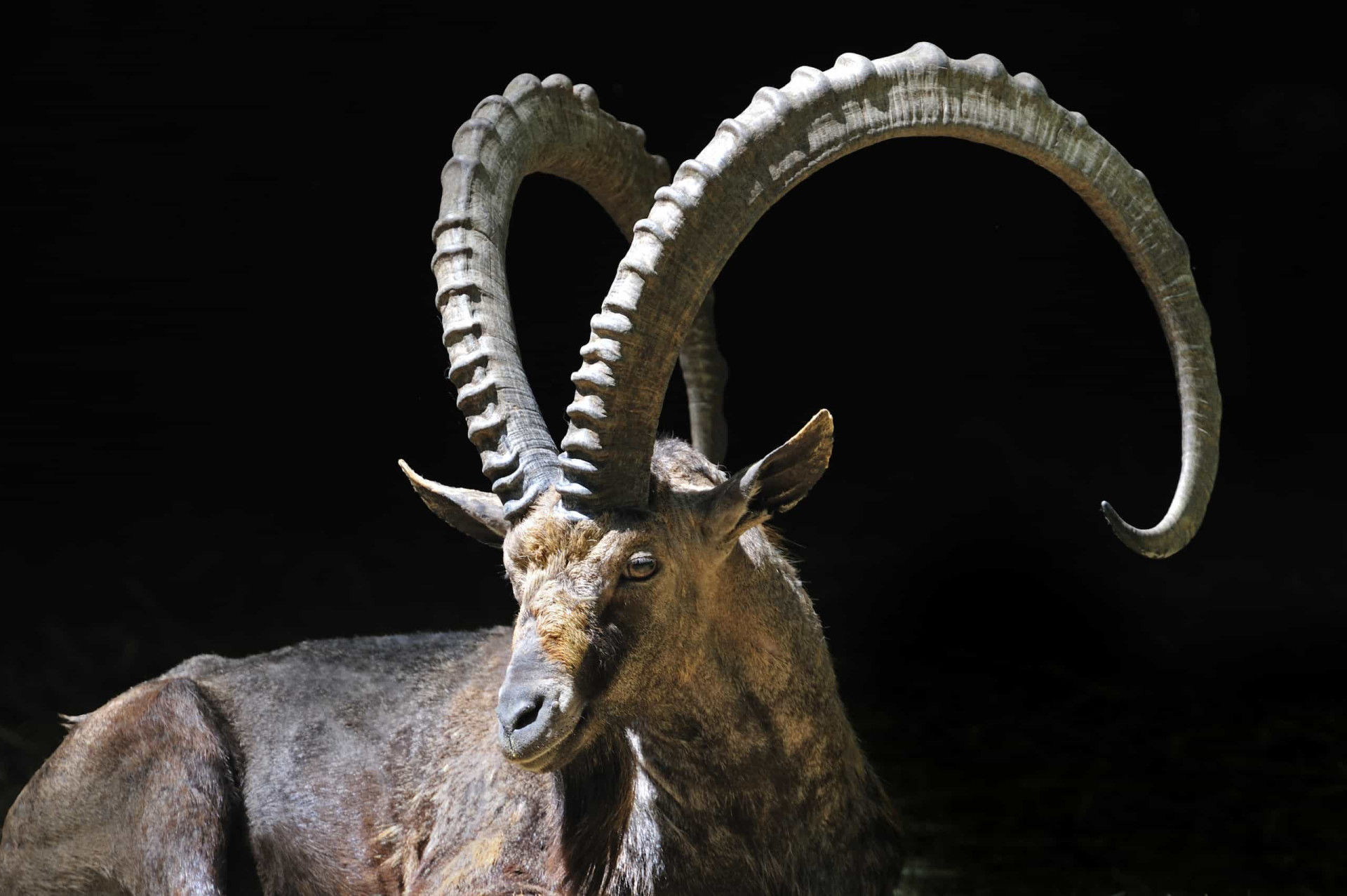 The most impressive horns and antlers in the animal kingdom