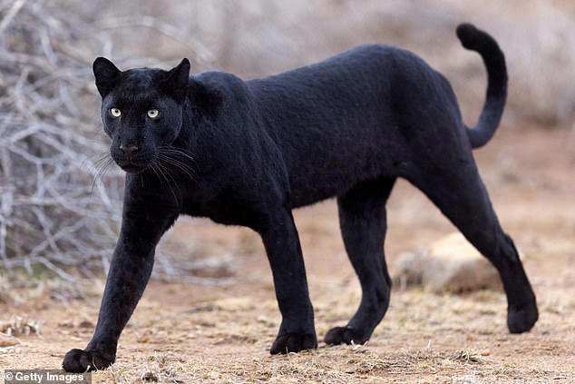 Motorist stunned after spotting 'big cat' prowling through field