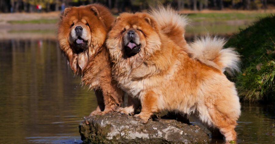 10 perros de raza china que conquistan españa