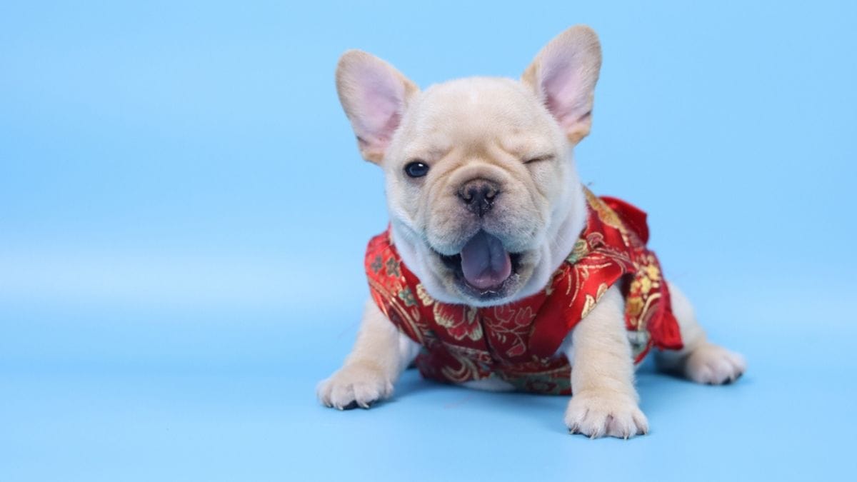 10 perros de raza china que conquistan españa