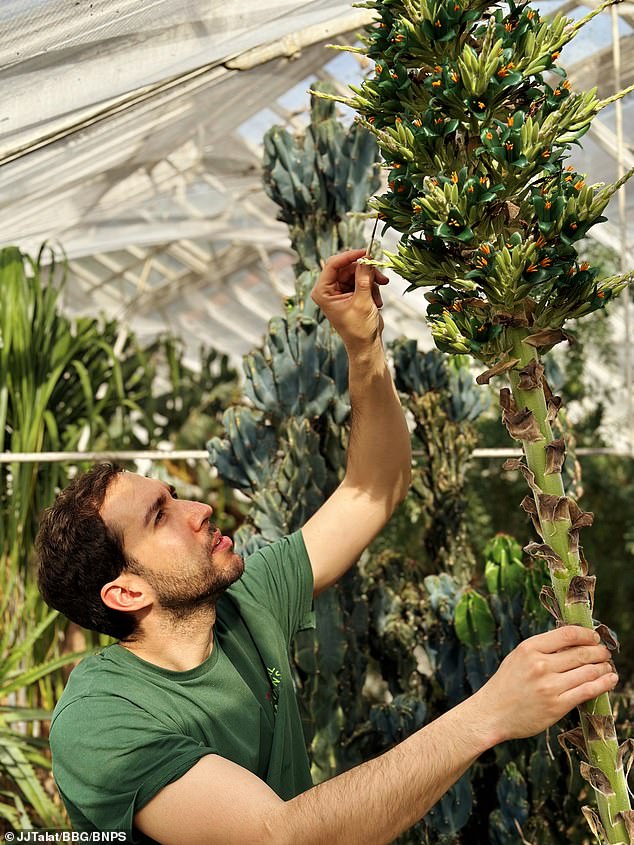 Plant brought to Britain 20 years ago from the Andes flowers