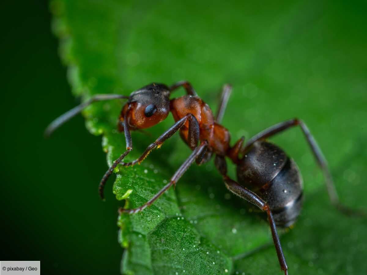 comment les fourmis pourraient protéger les randonneurs des tiques