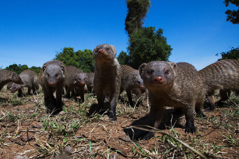 Mongeese are some of the only animals that go to war. Scientists could ...