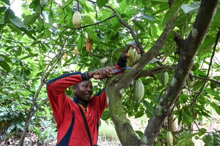 en côte d'ivoire, des records de chaleur perturbent l'agriculture