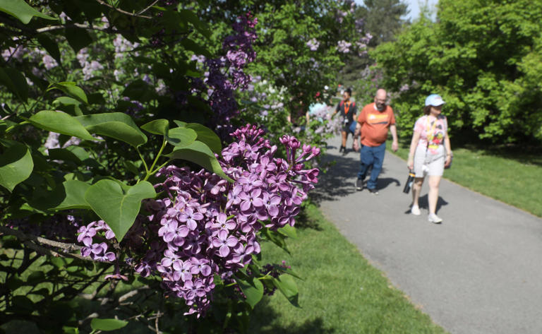 Will blooms be at peak for the Lilac Festival? Here's the prediction