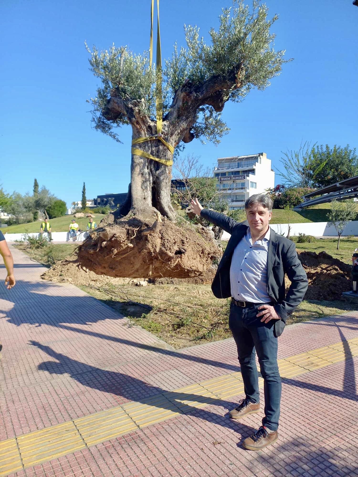 δήμος αθηναίων: υπεραιωνόβια ελαιόδεντρα στο κέντρο της πόλης – δείτε φωτογραφίες