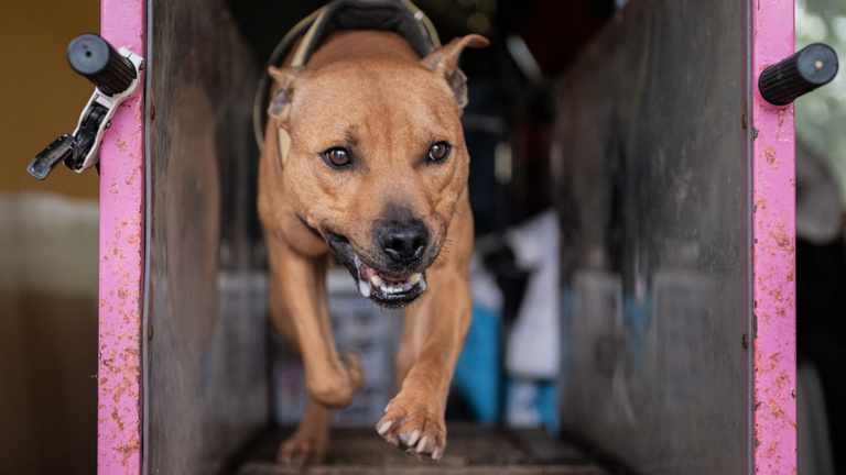 többmilliós kutyák tépik szét egymást: magyarországon még nem szűntek meg a viadalok