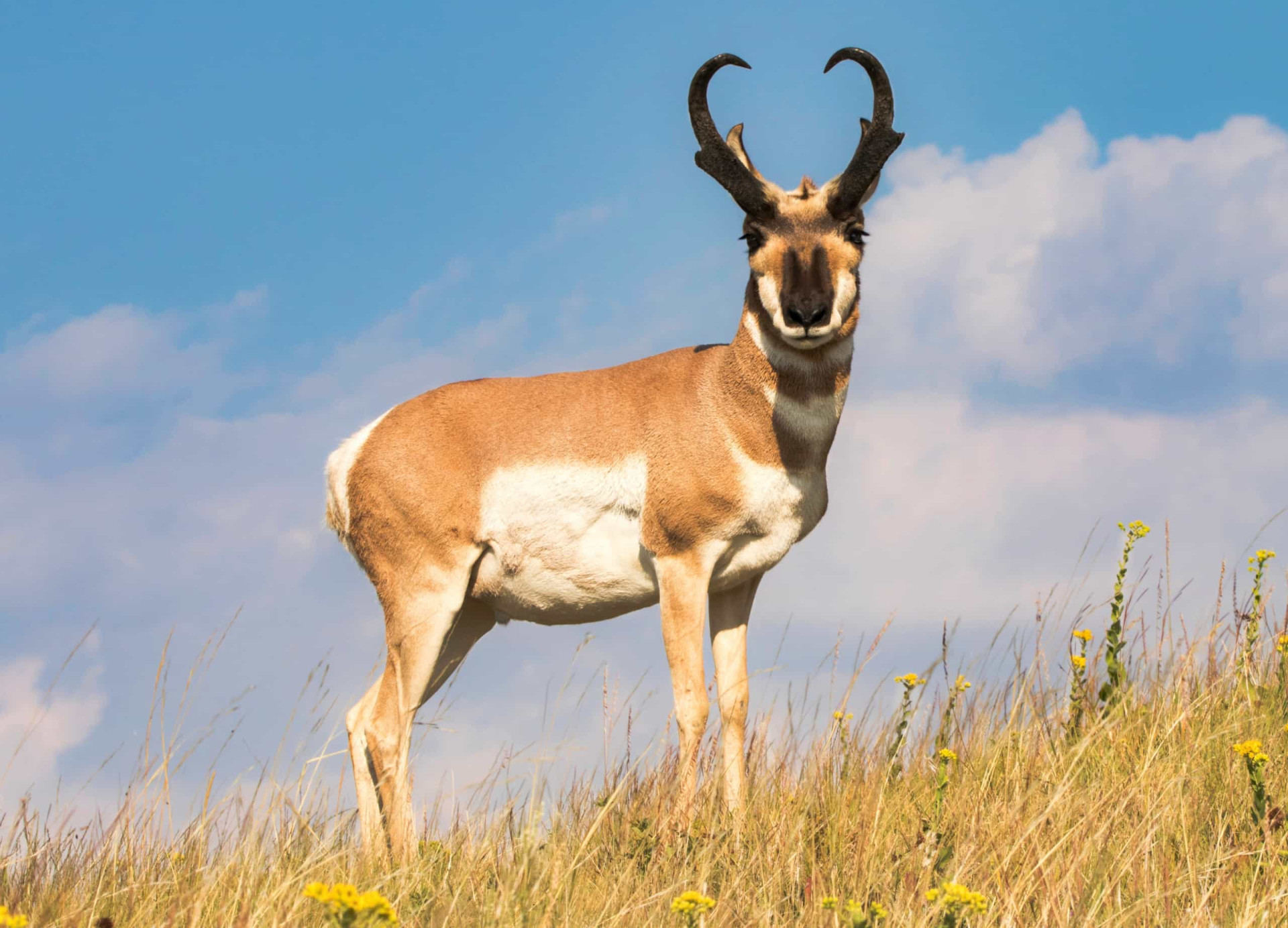 The most impressive horns and antlers in the animal kingdom