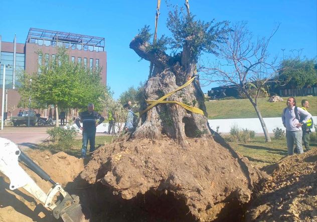 δήμος αθηναίων: υπεραιωνόβια ελαιόδεντρα στο κέντρο της πόλης – δείτε φωτογραφίες
