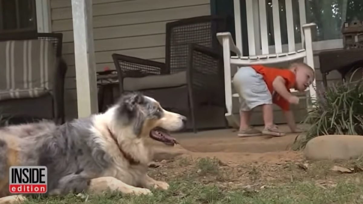 el perro enloquece y empuja a un niño de 18 meses: lo que intentaba es sobrecogedor