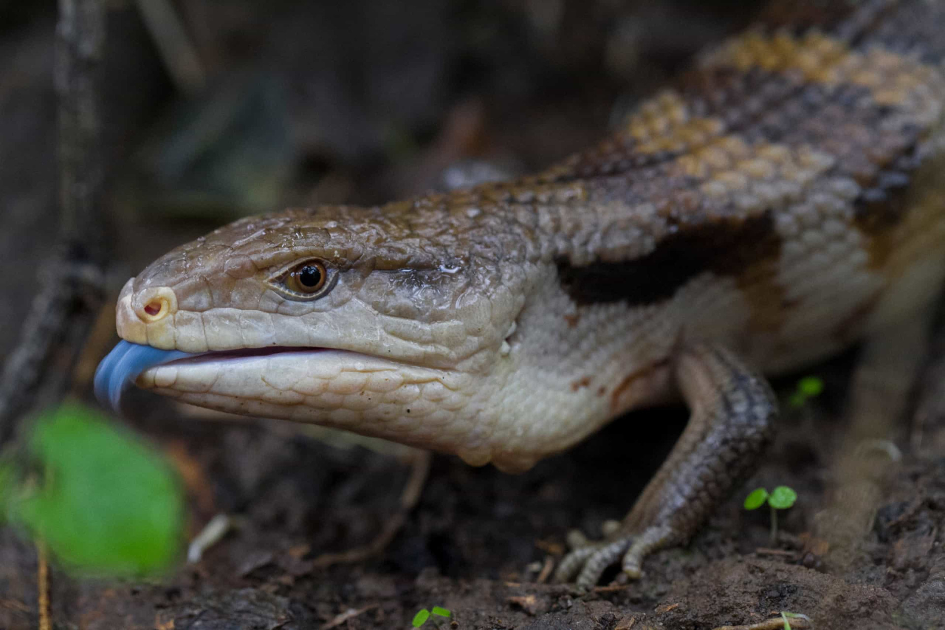 The laziest animals on the planet, and their hilarious quirks
