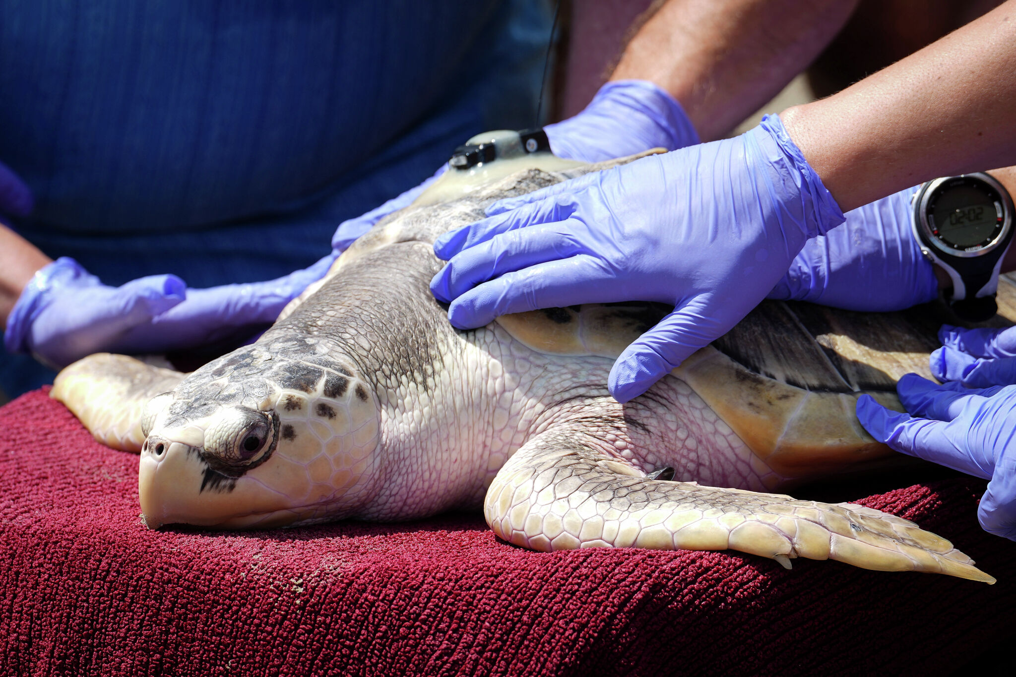 First Kemp's Ridley Sea Turtle Nest Of The Year Found At Padre Island ...