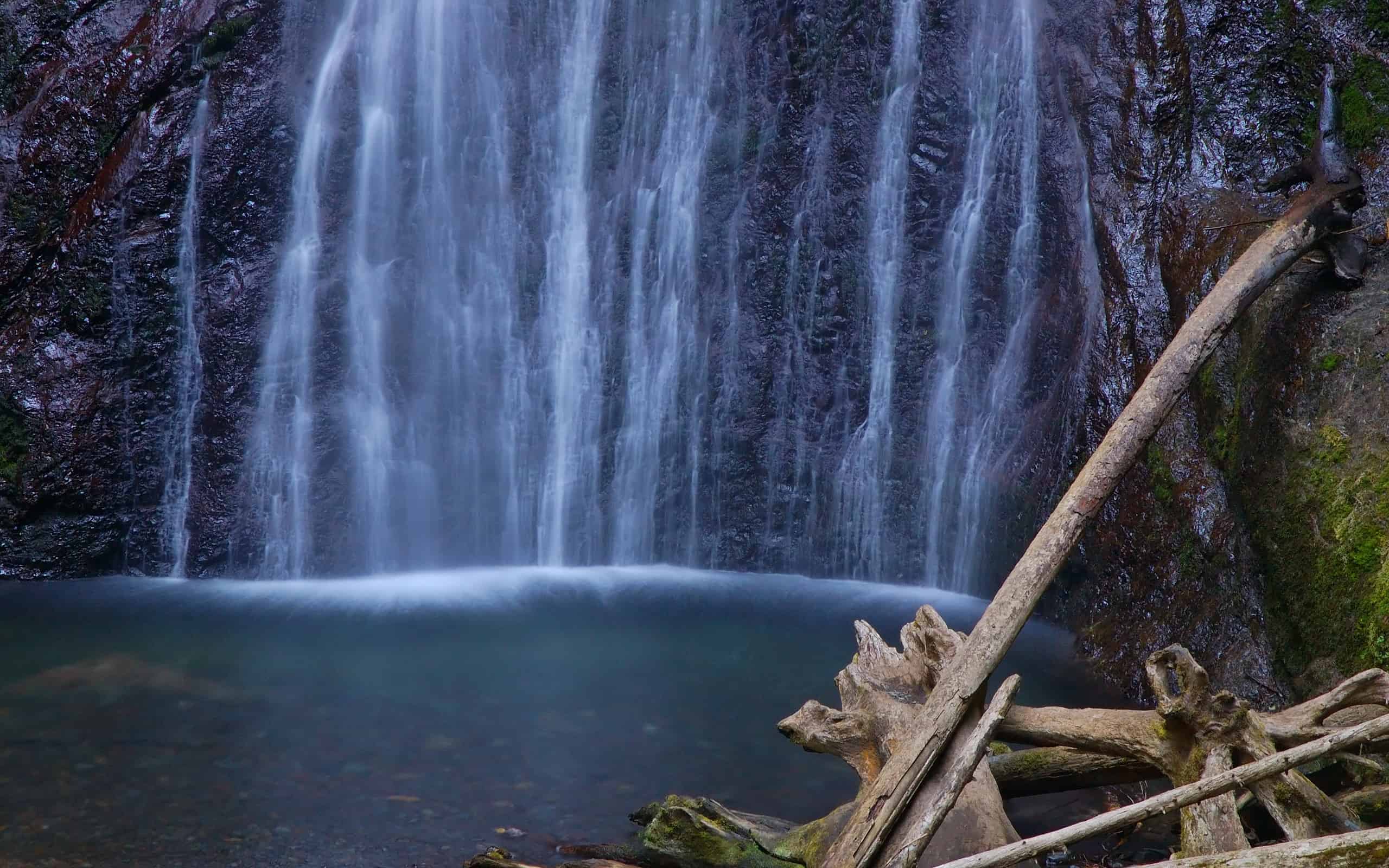 15 Amazing Rainforests In The United States