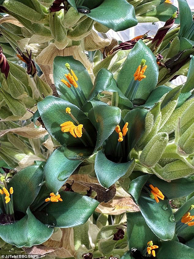 Plant brought to Britain 20 years ago from the Andes flowers