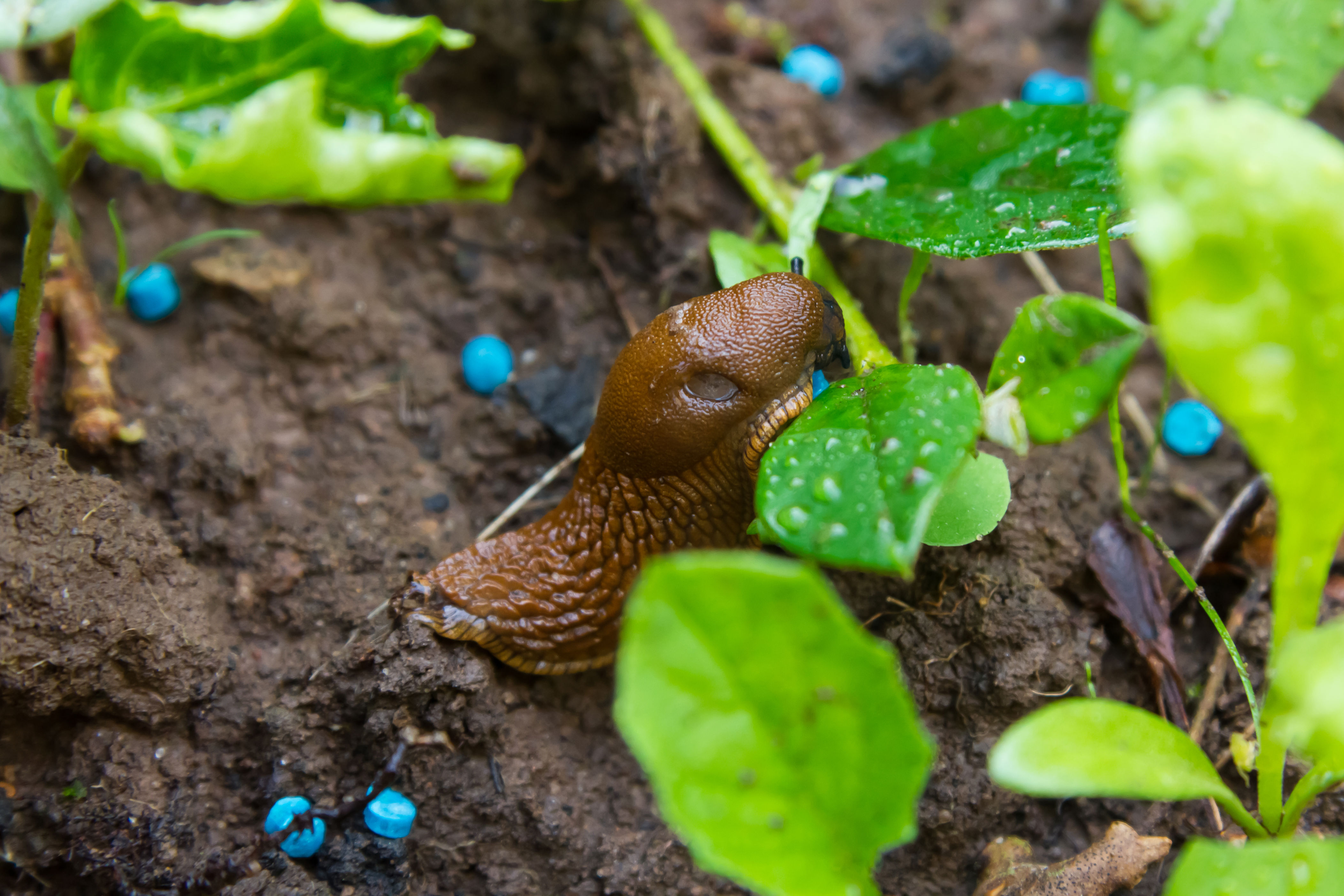 wyjmij z lodówki i postaw w ogródku. inwazja ślimaków skończy się szybciej, niż policzysz do 3