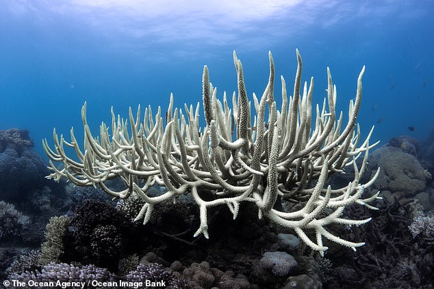earth's fourth global coral bleaching event is confirmed