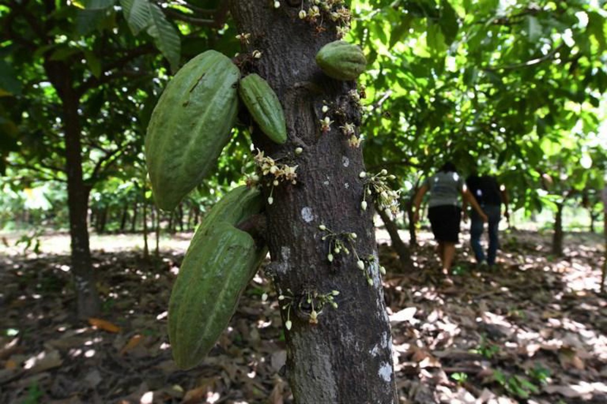 nouveau record pour le prix du cacao