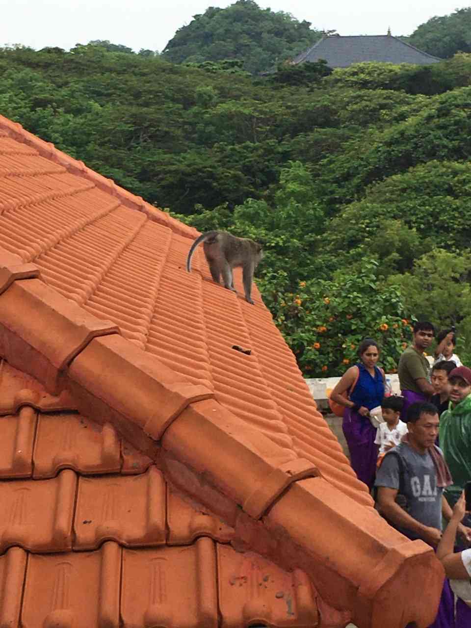 monyet nakal di uluwatu-bali