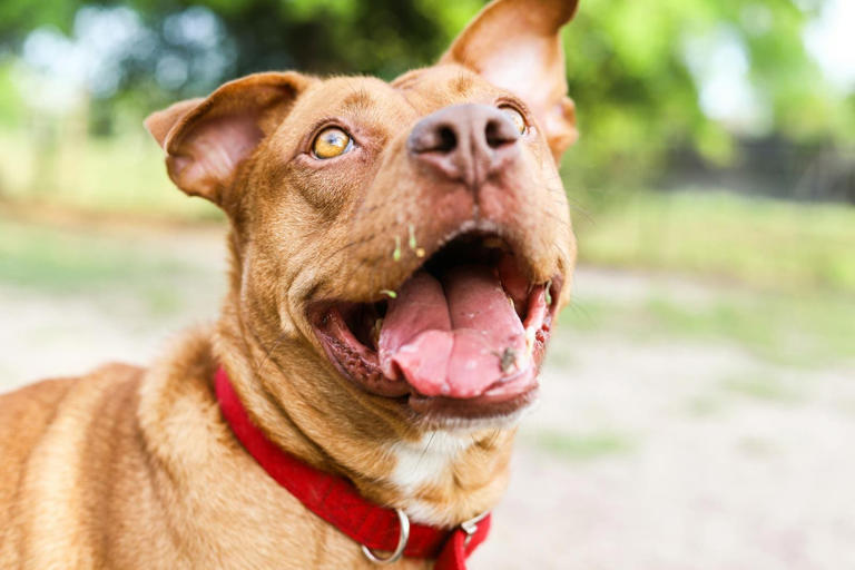 10 Reasons Pit Bulls Are the Best Dogs