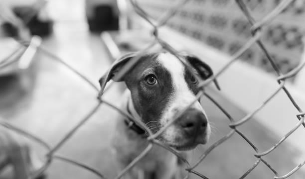secuestro y extorsión de animales: en importante región plagian mascotas para exigir rescate