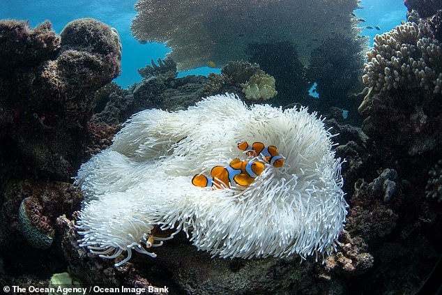 earth's fourth global coral bleaching event is confirmed
