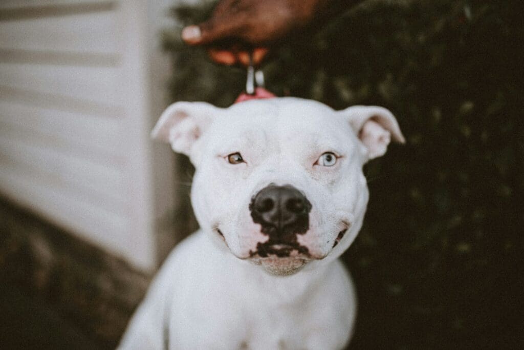 10 Reasons Pit Bulls Are the Best Dogs