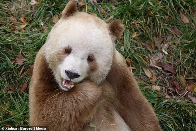 pandas are not all black and white - and now scientists know why
