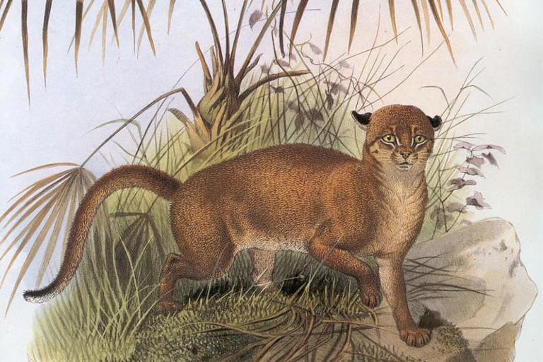 On the trail of Borneo’s bay cat, one of the world’s most mysterious ...