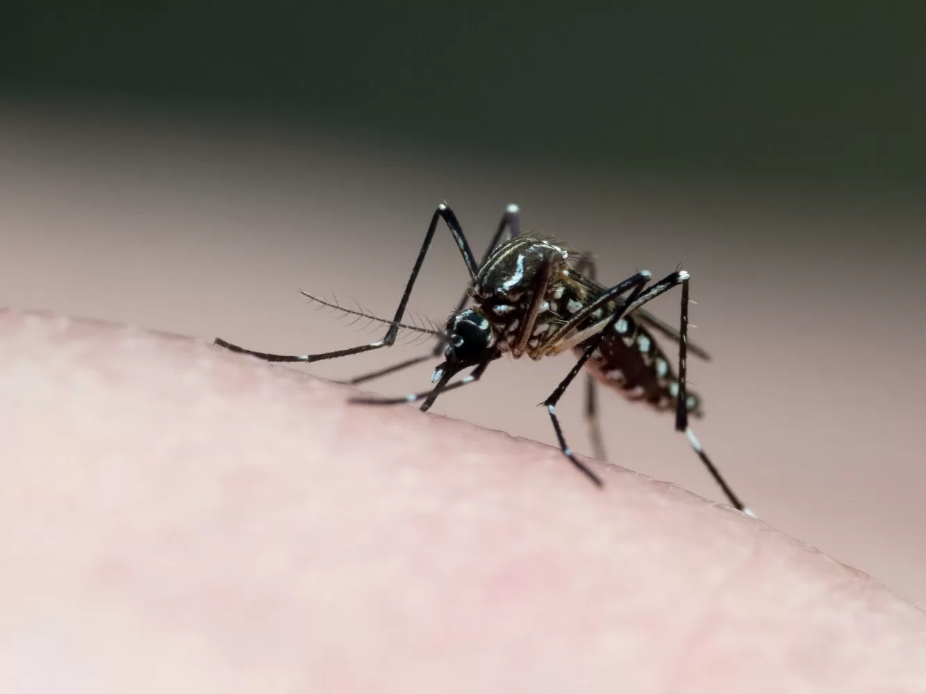 encuentran mosquito del dengue en chile ¿dónde fue y cómo identificarlo?