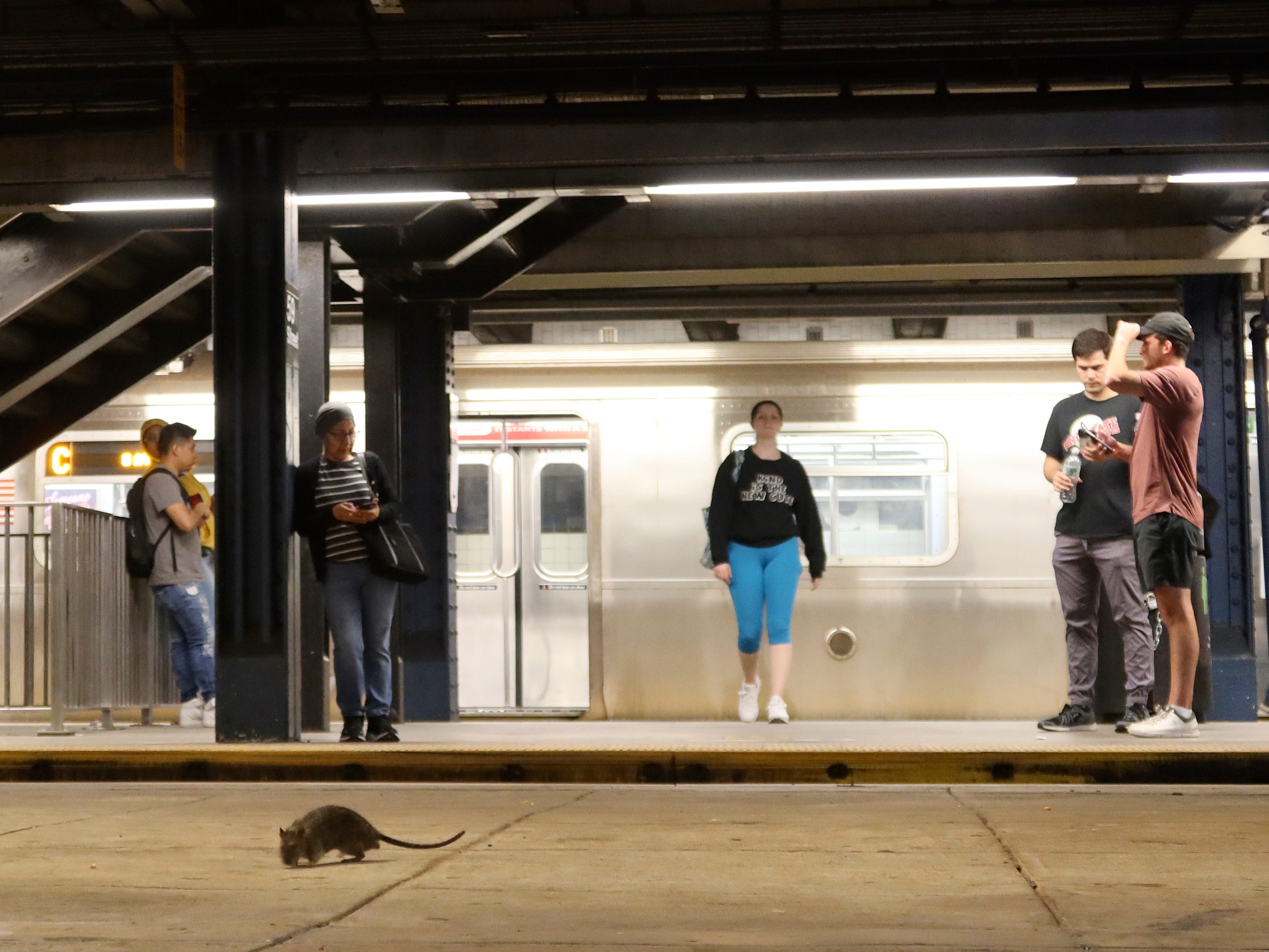 NYC's Rat Czar Says Stop Feeding The Pigeons If You Want The Vermin Gone