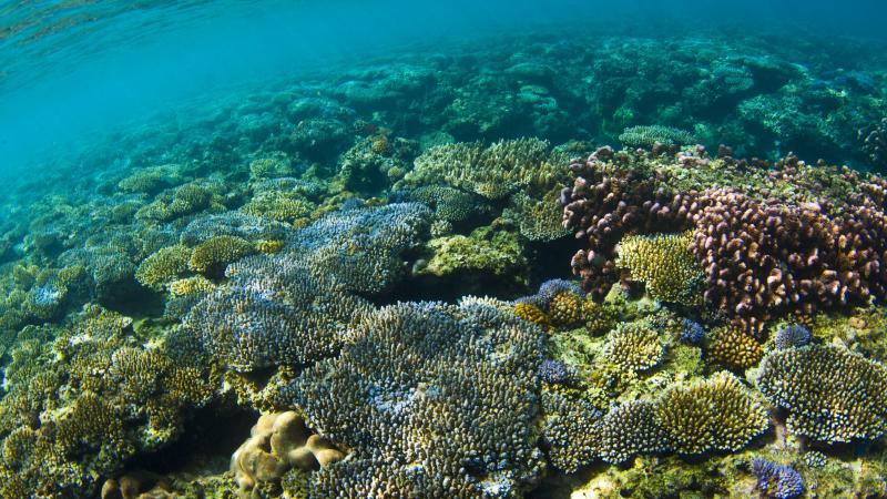 le monde subit un nouvel épisode massif de blanchissement des coraux