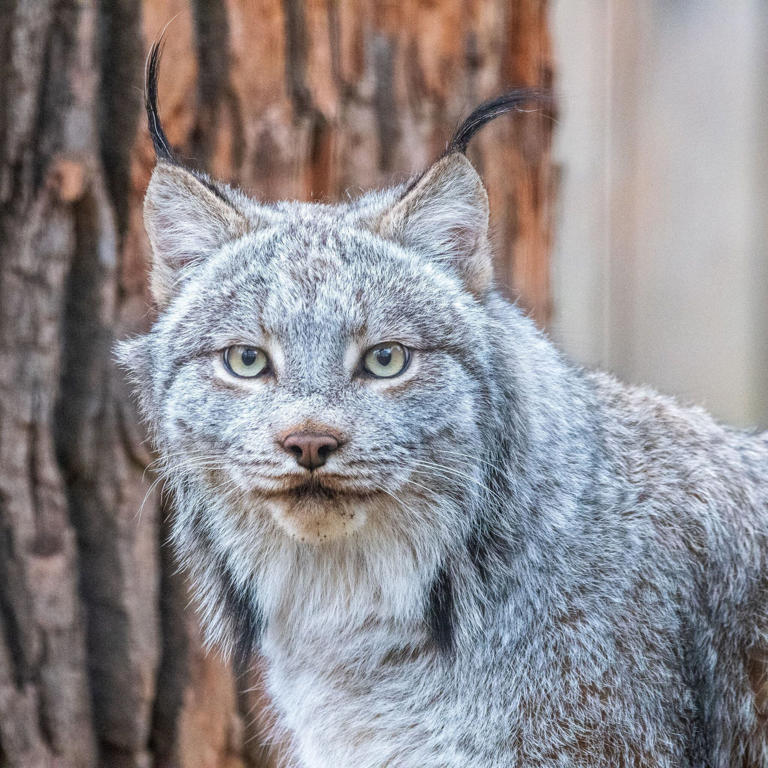 Potter Park Zoo Introduces Canadian Lynx Brothers To The Mid-michigan 