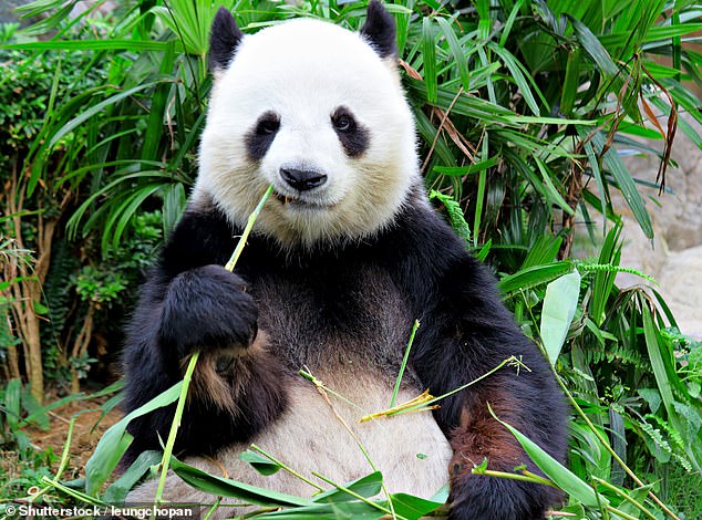pandas are not all black and white - and now scientists know why