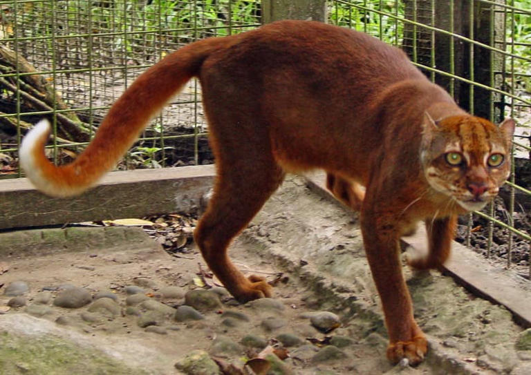 On the trail of Borneo’s bay cat, one of the world’s most mysterious ...