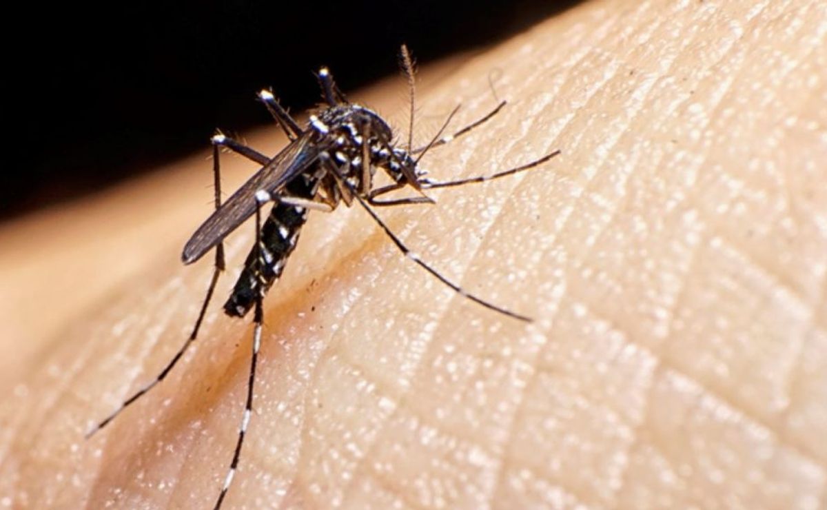 ¿cuáles son los síntomas del dengue y cómo se transmite la enfermedad viral?