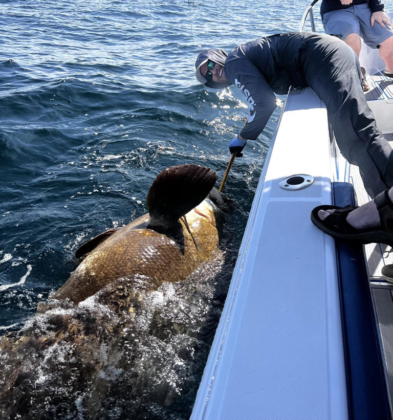 'It came up to the surface and blew our minds': 400-pound Goliath ...