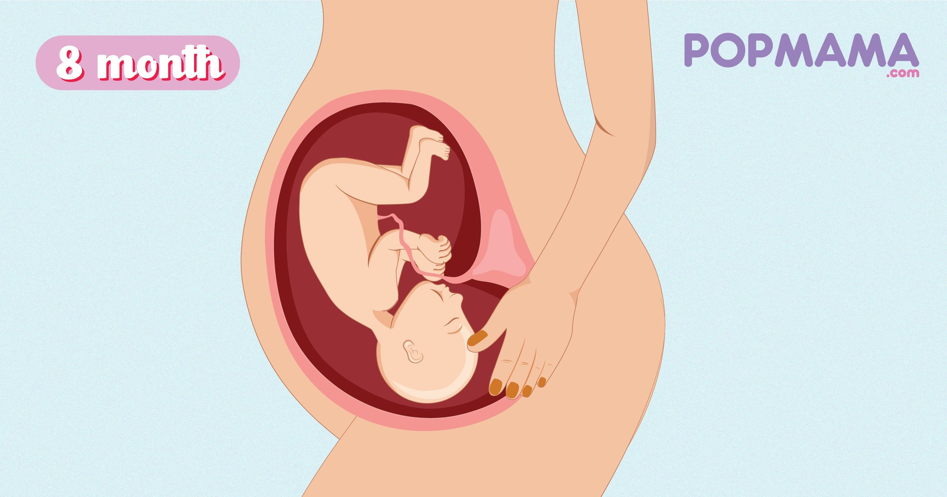 ilustrasi gambar perut ibu hamil 1-9 bulan