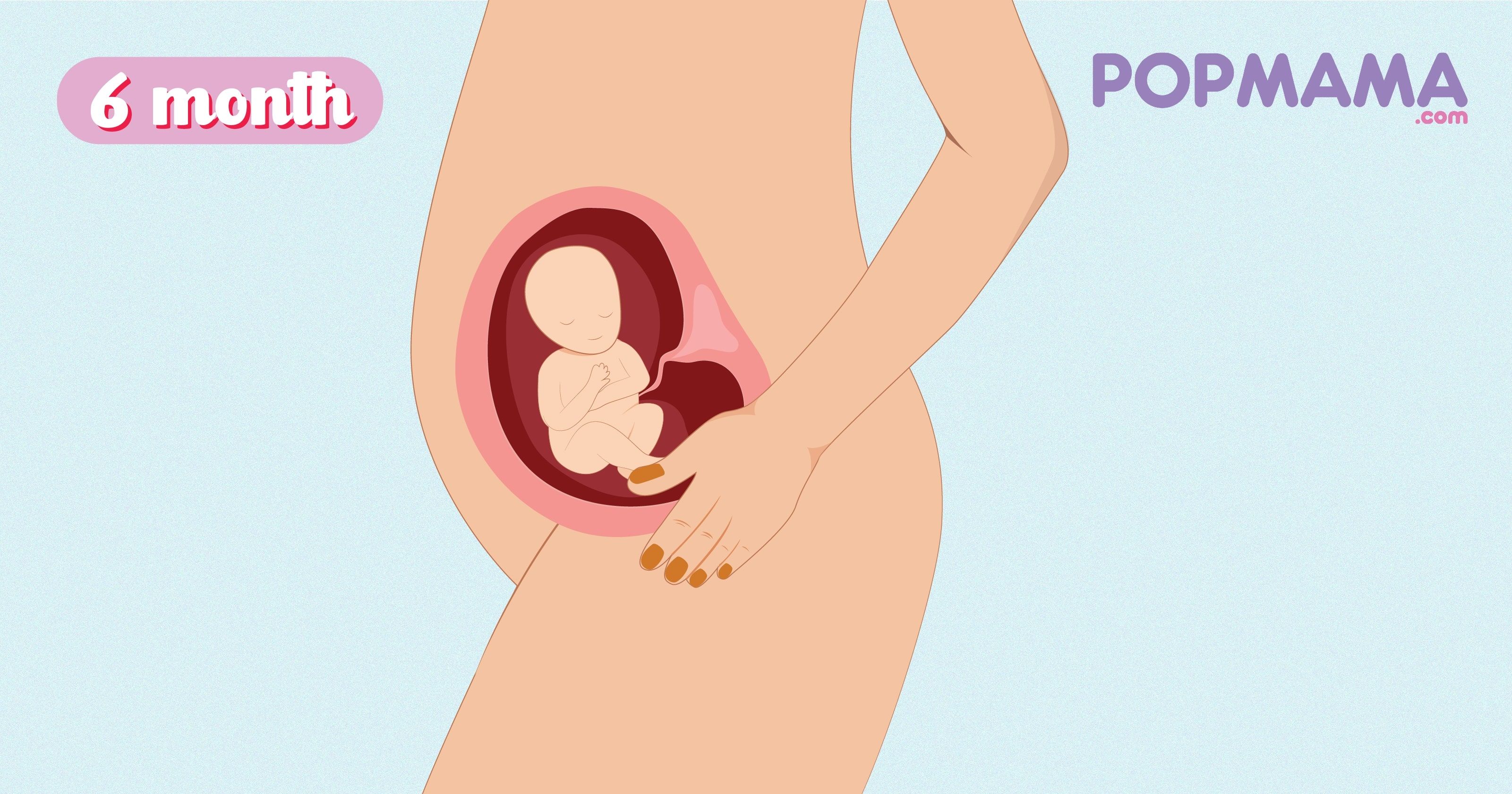 ilustrasi gambar perut ibu hamil 1-9 bulan