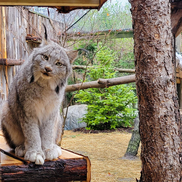 Potter Park Zoo Introduces Canadian Lynx Brothers To The Mid-michigan 